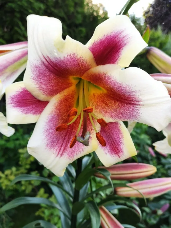 Лилия Пэшн Мун